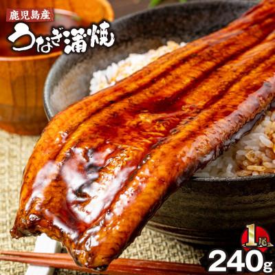 ふるさと納税 鹿屋市 鹿児島産 うなぎ240g×1尾(鹿屋市)