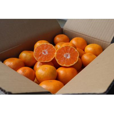 ふるさと納税 美浜町 先行受付2026年10月より順次発送[まごころ手選別]有田みかん10kg大玉(2L〜4L混合)