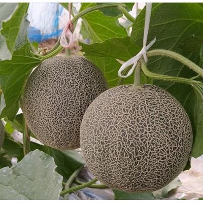 ふるさと納税 北栄町 タカミメロン 中玉2玉入り 1箱