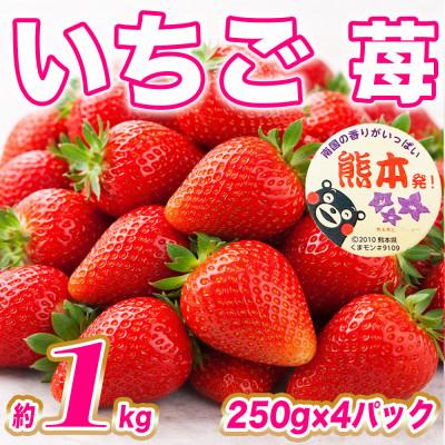 ふるさと納税 山鹿市 いちご 約1kg(250g×4パック)(山鹿市)
