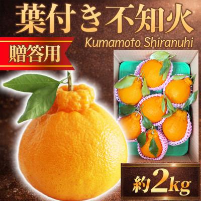 ふるさと納税 山鹿市 葉付き不知火 5〜9玉 約2kg(山鹿市)