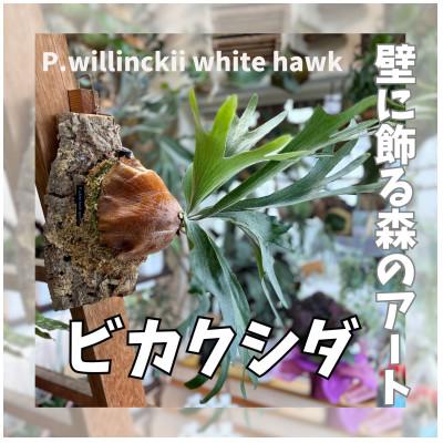 ふるさと納税 河内長野市 ビカクシダ(コウモリラン)ホワイトホークコルク仕立て インテリアグリーン プランツハンガー 観葉植物