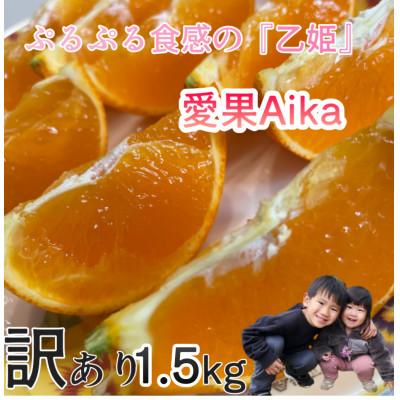 ふるさと納税 伊予市 『愛媛の乙姫』 愛媛果試28号(みかん) 訳あり品 1.5kg