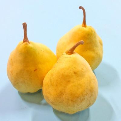 ふるさと納税 加茂市 [贈答用]西洋梨 ル・レクチェ 1kg(3玉)[12月上旬〜順次発送]新潟県加茂市 樋口農園