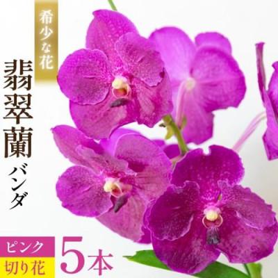 ふるさと納税 島原市 希少な花「華やかな恋」の予感 翡翠蘭(バンダ) ピンク 切り花5本