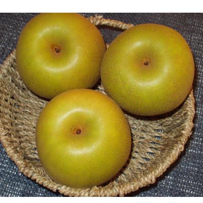 ふるさと納税 加茂市 【贈答用】日本梨幸水3kg(6〜9玉)《8月中旬〜順次発送》新潟県加茂市 樋口農園_1