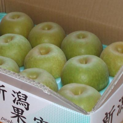 ふるさと納税 加茂市 【贈答用】日本梨幸水3kg(6〜9玉)《8月中旬〜順次発送》新潟県加茂市 樋口農園_3