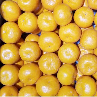 ふるさと納税 まんのう町 温州みかん(ミックスサイズ) 約5kg