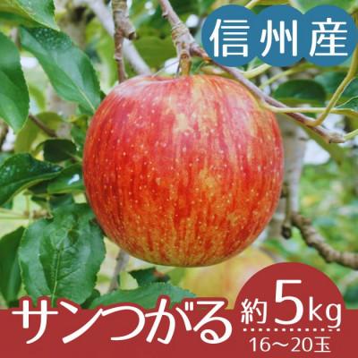 ふるさと納税 下條村 [信州産]サンつがる 秀品 計約5kg(16〜20玉)9月上旬より順次発送