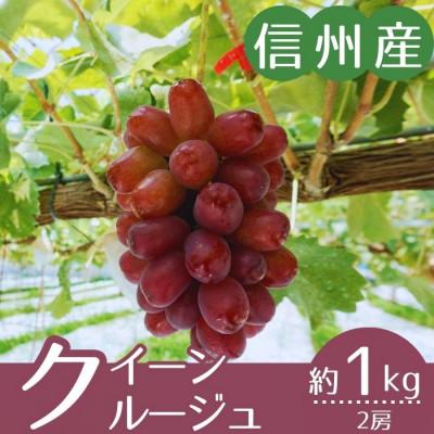 ふるさと納税 下條村 [信州産]クイーンルージュ(R) 秀品 2房(計約1kg)9月上旬より順次発送
