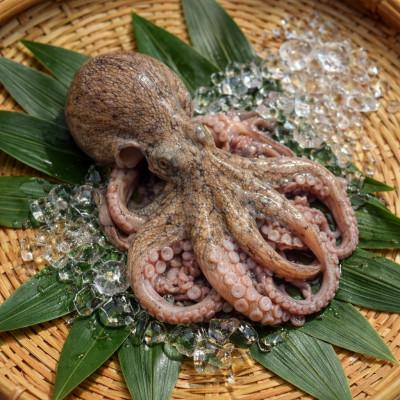 ふるさと納税 播磨町 播磨町産[活け〆はりだこ・はりだこ(干しダコ)セット(各1枚)] 計2枚(真空・冷凍)