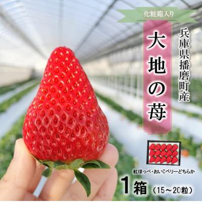 ふるさと納税 播磨町 播磨町産[大地の苺]紅ほっぺ・おいCベリー 15〜20粒×1箱[化粧箱入り]