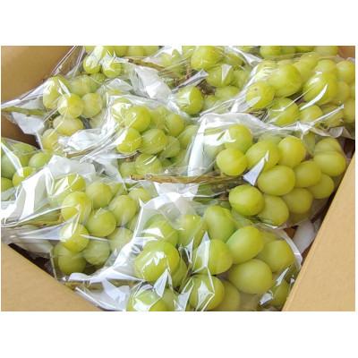 ふるさと納税 長野市 長野県長野市産シャインマスカット450g×9袋入り