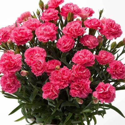 ふるさと納税 藤枝市 カーネーション ピンク系 鉢植え 5号 [※カバー・ラッピングなし]