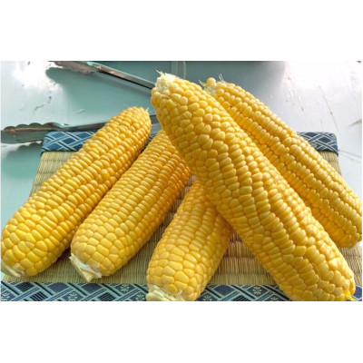 ふるさと納税 信濃町 (令和8年産先行受付)長野県信濃町産トウモロコシ 恵味ゴールドL〜2L(380g〜450g)×10本
