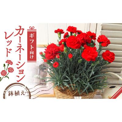 ふるさと納税 久御山町 [先行受付]2026年 カーネーション レッド 母の日ギフト 京都久御山町