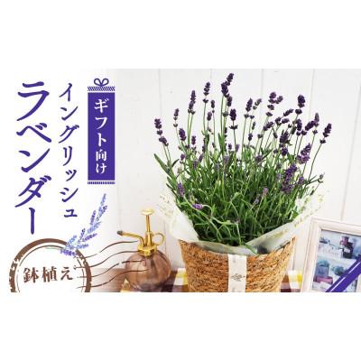 ふるさと納税 久御山町 [先行受付]2026年 イングリッシュラベンダー ギフト 京都府久御山町