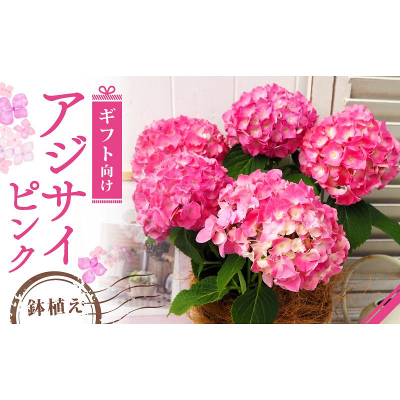 ふるさと納税 久御山町 [先行受付]2026年 アジサイ ピンク ギフト 京都府久御山町