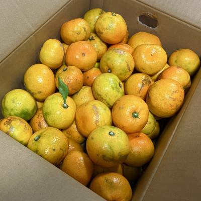 ふるさと納税 日高川町 [訳あり]由良早生みかん(サイズ混合)3キロ