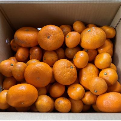 ふるさと納税 日高川町 [訳あり]温州みかん(サイズ混合)3キロ