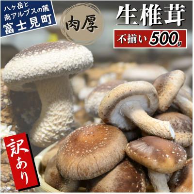 ふるさと納税 富士見町 訳あり生椎茸 500g 長野県産