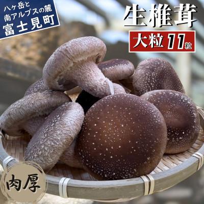 ふるさと納税 富士見町 大粒生しいたけ 11粒