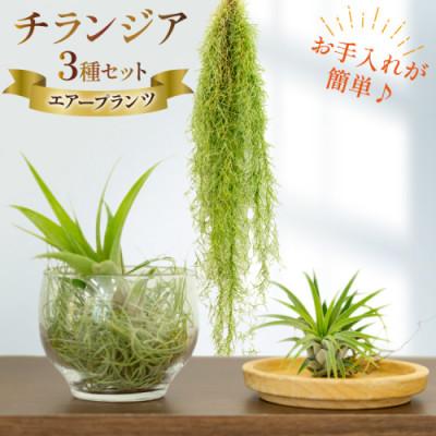 ふるさと納税 島原市 チランジア 3種 セット