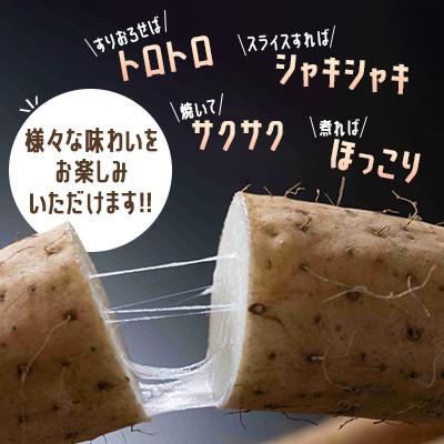 ふるさと納税 網走市 令和8年産　SUZUKI FARM　長いも5kg (L〜2Lサイズ 7〜8本) |  | 01