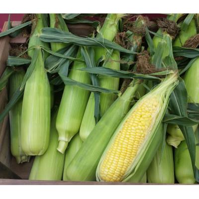 ふるさと納税 原村 [先行受付]朝採りとうもろこし10本〜15本(約4kg)