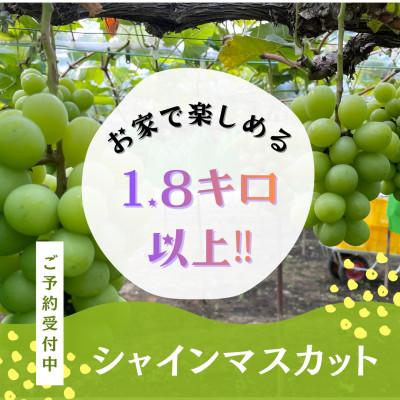 ふるさと納税 岡山市 「1.8キロ以上」産地直送・岡山県産シャインマスカット