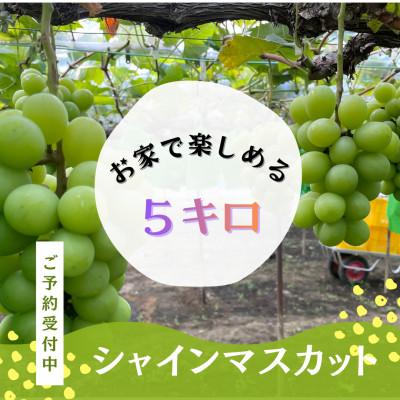 ふるさと納税 岡山市 家庭用(5キロ)産地直送・岡山県産シャインマスカット