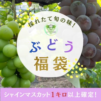 ふるさと納税 岡山市 岡山県産ぶどう詰め合わせ[福袋]1.8キロ以上(シャインマスカット1キロ以上お約束します)