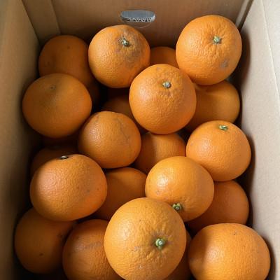 ふるさと納税 日高川町 [訳あり]紅はっさく(サイズ混合)10キロ