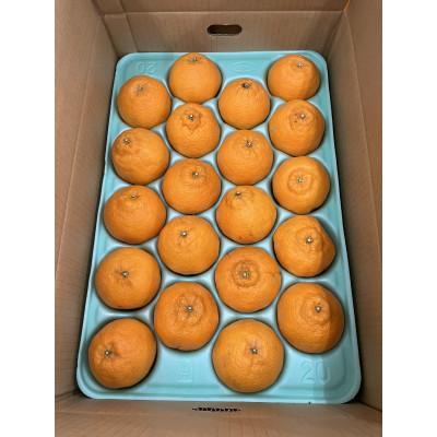 ふるさと納税 日高川町 [化粧箱入り]不知火(15〜20玉入り)