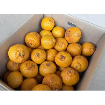 ふるさと納税 日高川町 [訳あり]不知火5キロ