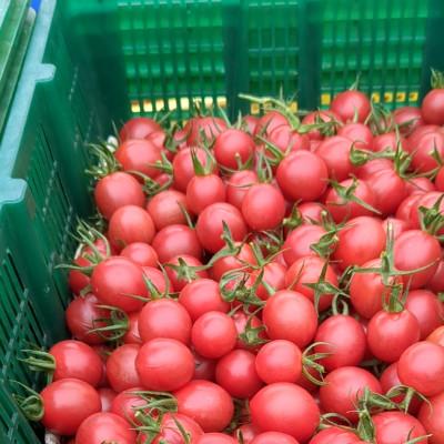 ふるさと納税 伊予市 ミニトマト計1600gから1800gカラートマト食べ比べセット |  | 03