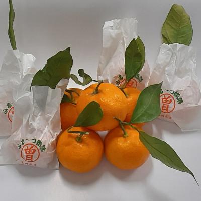 ふるさと納税 三豊市 [創業100年 フルーツショップ造田][先行予約]数量限定 袋掛け越冬完熟みかん 約3kg×1箱