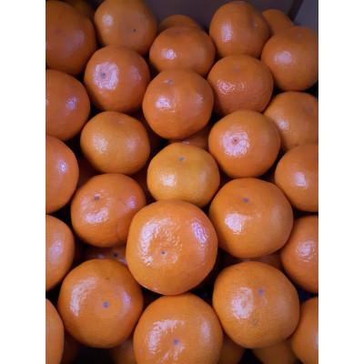 ふるさと納税 三豊市 [創業100年 フルーツショップ造田][先行予約]中生みかん 約5kg×1箱(サイズSS〜L)