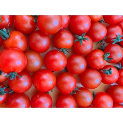 ふるさと納税 飯舘村 飯舘村産 樹上完熟のミニトマト1.2kg