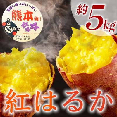 ふるさと納税 山鹿市 紅はるか さつまいも 約5kg(山鹿市)