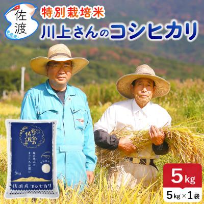 ふるさと納税 佐渡市 佐渡島産 川上さんのコシヒカリ 無洗米5kg 令和7年産 特別栽培米 [食の宝島佐渡]