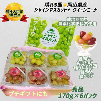 ふるさと納税 岡山市 ぶどう 2026年 シャインマスカット+クイーンニーナ 粒だけ 約170g 6パック 8月から発送