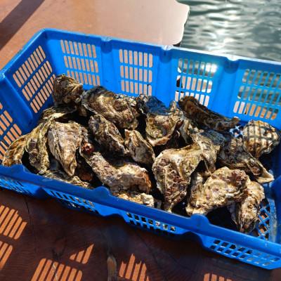 ふるさと納税 南伊勢町 2027年4月発送 城水産の殻付き 生牡蠣　計3.5kg 伊勢志摩産 訳あり 無菌処理済み 加熱用 |  | 01