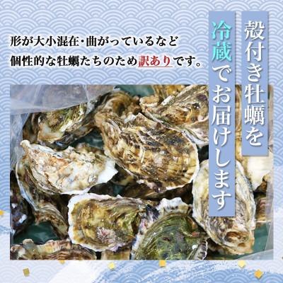 ふるさと納税 南伊勢町 2027年4月発送 城水産の殻付き 生牡蠣　計3.5kg 伊勢志摩産 訳あり 無菌処理済み 加熱用 |  | 03