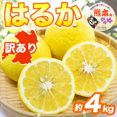 ふるさと納税 益城町 【先行予約】 熊本県産 やさしい甘さと爽やかな味わいのみかん! 訳あり はるか 約4kg(益城町) | 
