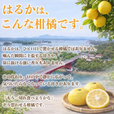 ふるさと納税 益城町 【先行予約】 熊本県産 やさしい甘さと爽やかな味わいのみかん! 訳あり はるか 約4kg(益城町) |  | 02