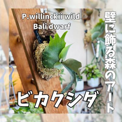 ふるさと納税 河内長野市 ビカクシダ(コウモリラン) ウィリンキーバリドワーフ コルク仕立て 観葉植物 インテリアグリーン