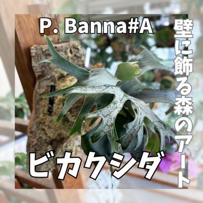 ふるさと納税 河内長野市 ビカクシダ(コウモリラン)バンナ#A P. Banna#Aコルク仕立て 観葉植物 インテリアグリーン