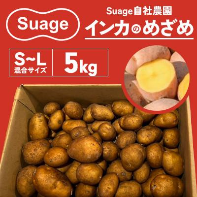 ふるさと納税 江別市 Suage 自社農園直送 インカのめざめS〜L 混合サイズ 5kg