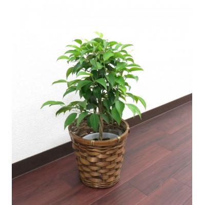 ふるさと納税 田原市 ベンジャミン5号